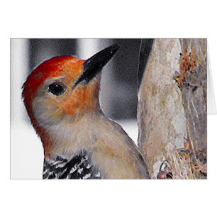Woodpecker Portrait