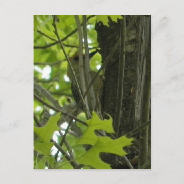 Woodpecker postcard (Front)