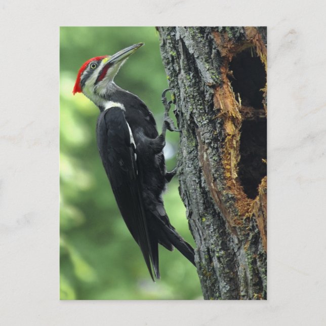 Woodpecker Postcard (Front)