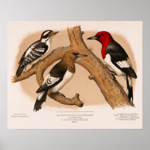 Woodpeckers 1874 restored lithograph poster