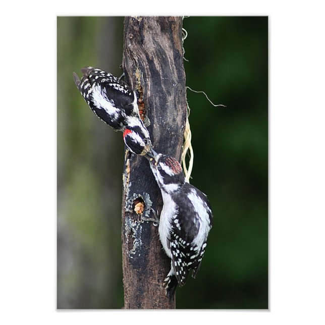 Woodpeckers Photo Print (Front)