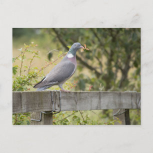 Woodpigeon Postcard