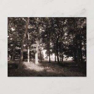 Woods Bute Park, Cardiff II Postcard