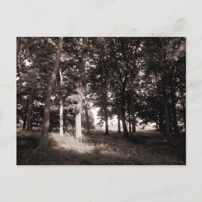 Woods Bute Park, Cardiff II Postcard (Front)