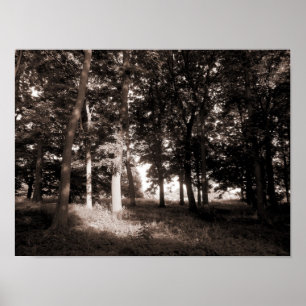 Woods Bute Park, Cardiff II Poster