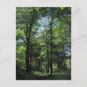 Woods. Bute Park, Cardiff Postcard