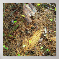 Woods Floor-Pinecones,etc..Poster