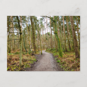 Woods postcard