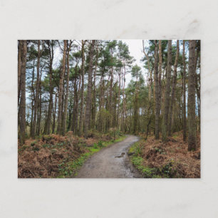 Woods Postcard