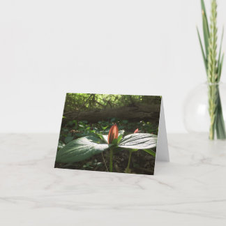 Woods Walking Trillium Thank You Cards