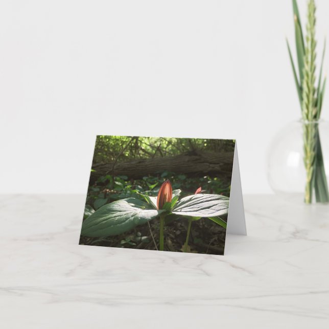 Woods Walking Trillium Thank You Cards (Front)