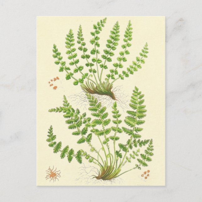 Woodsia Fern Postcard (Front)