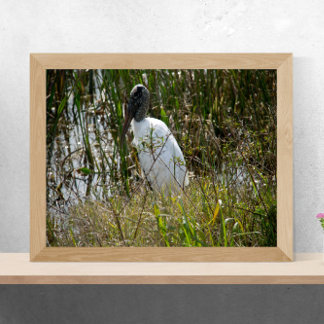 Woodstork at Viera Wetlands Florida Photograph Poster