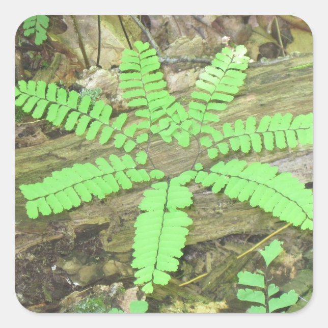 Woodsy Fern Sticker (Front)