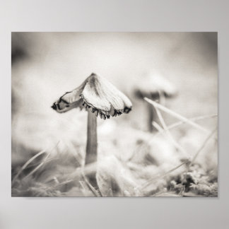 Woodsy Mushroom Black and White Nature Poster