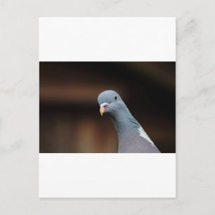 Woody wood pigeon postcard