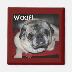Woof, Pug Magnet