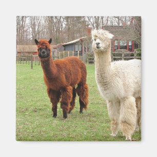 Woolly Alpacas ~ magnet