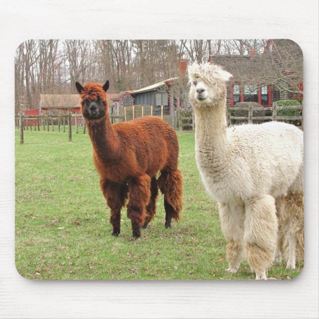 Woolly Alpacas ~ mousepad (Front)
