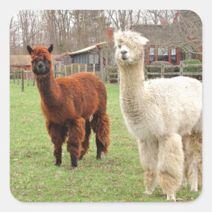 Woolly Alpacas ~  sticker