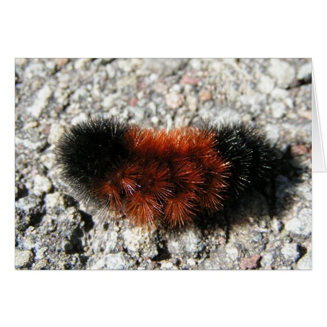 Woolly Bear Caterpillar Card (Front Horizontal)