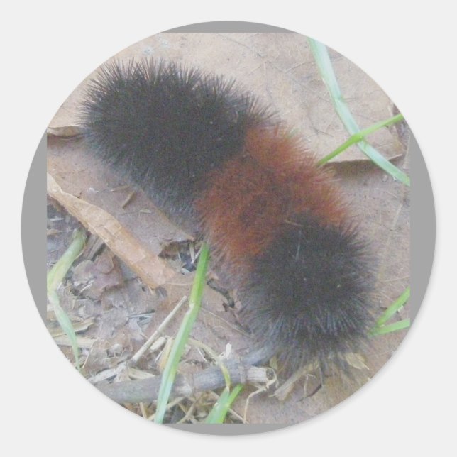 Woolly Bear Caterpillar Stickers (Front)