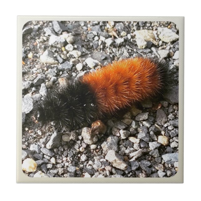 Woolly Bear Caterpillar Tile (Front)