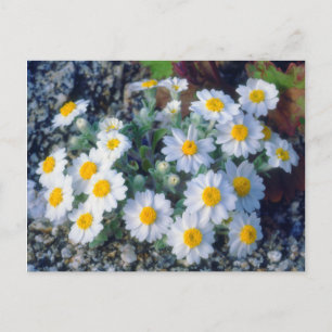 Woolly Daisy Wildflowers Postcard