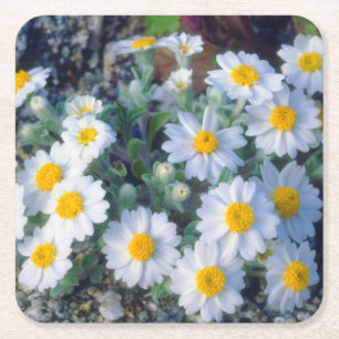 Woolly Daisy Wildflowers Square Paper Coaster