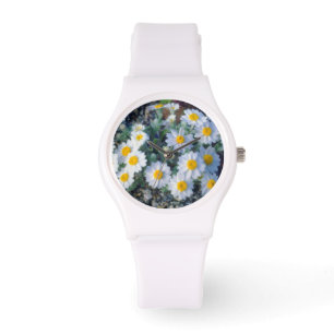 Woolly Daisy Wildflowers Watch