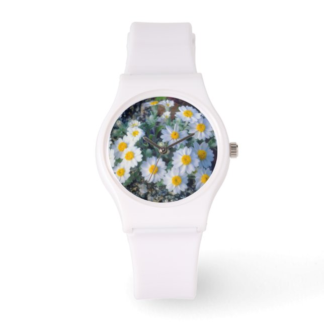 Woolly Daisy Wildflowers Watch (Front)