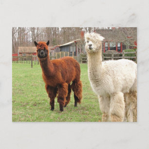 Woolly Llamas ~ postcard