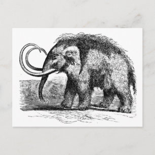 woolly-mammoth-2 postcard