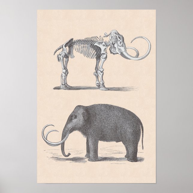Woolly Mammoth and Skeleton Prehistoric Animals Poster (Front)