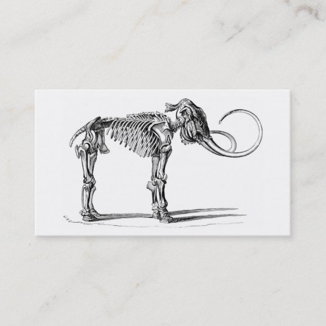 Woolly mammoth skeleton profile card (Front)