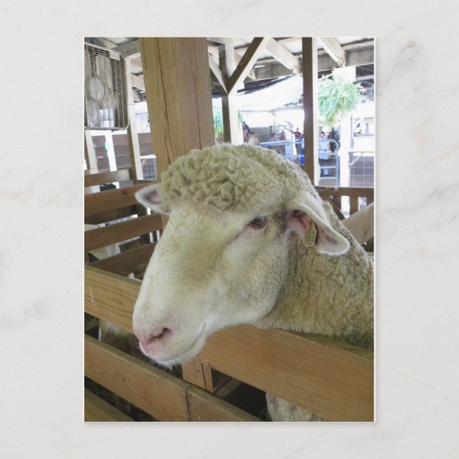 Wooly Sheep Postcard (Front)