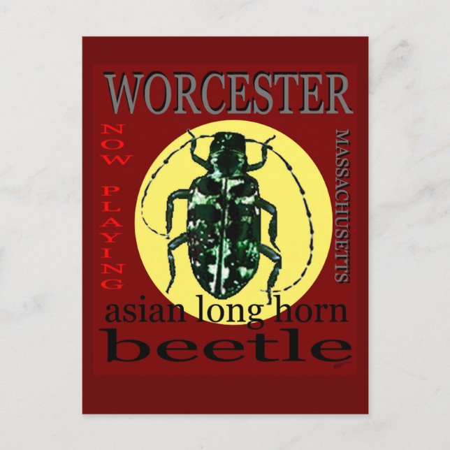 Worcester Long Horned beetle Postcard (Front)