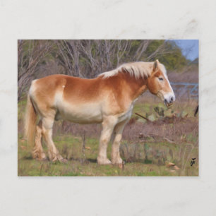 Work Horse in Hill Country Postcard