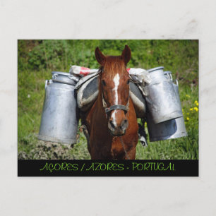Work horse postcard