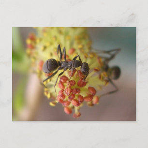 Work like a bee postcard