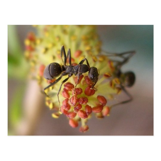 Work like a bee postcard