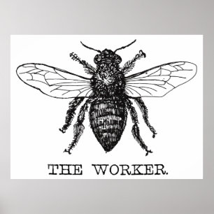 Worker Bee Pen and Ink Illustration Poster