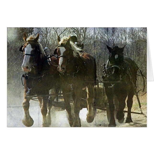 Working Amish Draughts (Front Horizontal)