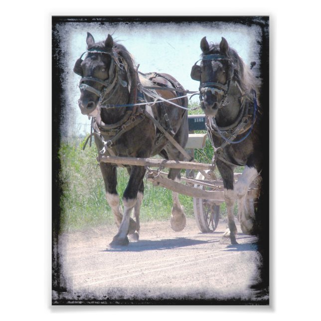 Working Amish Pinto Draughts Photo Print (Front)