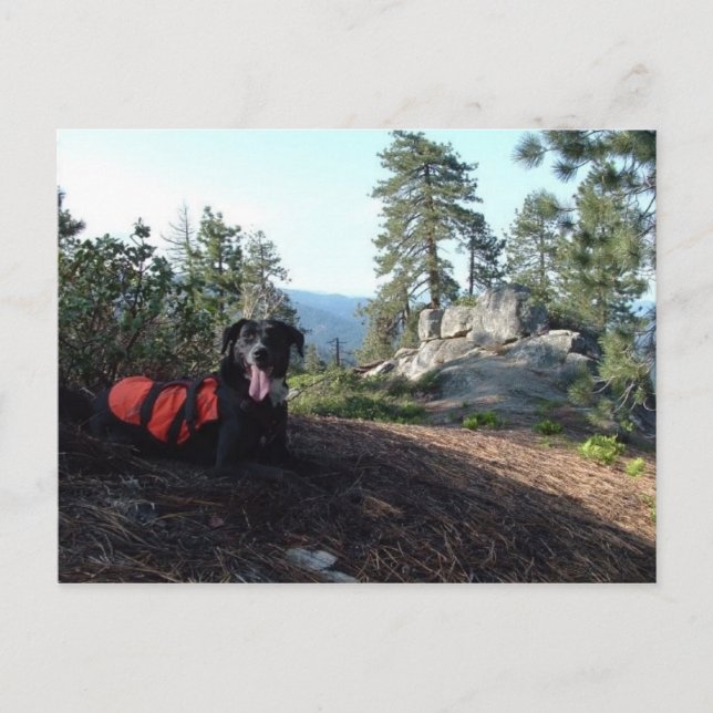 Working Dog Haley Conservation Canines Postcard (Front)