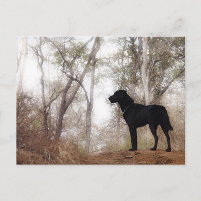 Working Dog Scooby at Work Conservation Canines Postcard (Front)