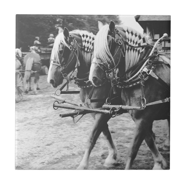 Working Draught Horses in Black and White Tile (Front)