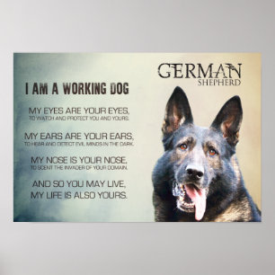 Working German Shepherd Dog - GSD Poster