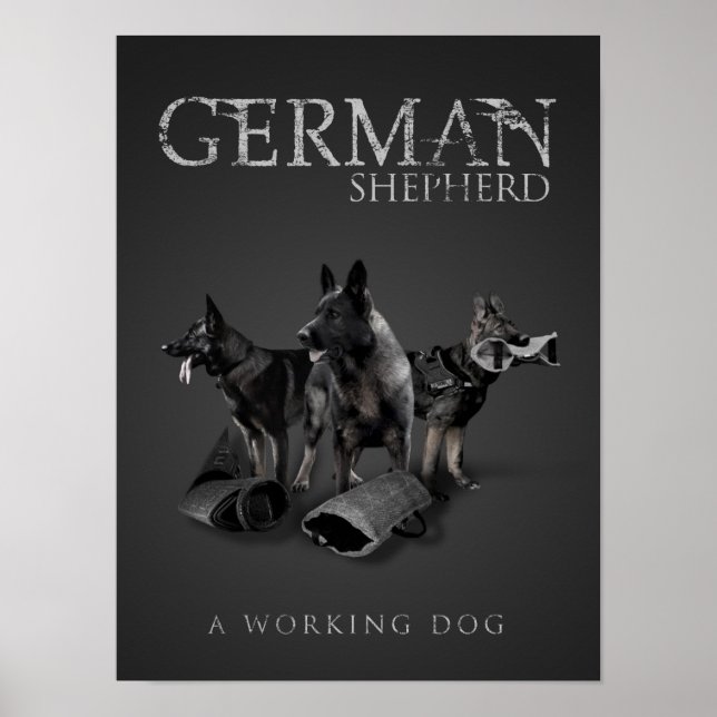 Working German Shepherd Dog  - GSD Poster (Front)