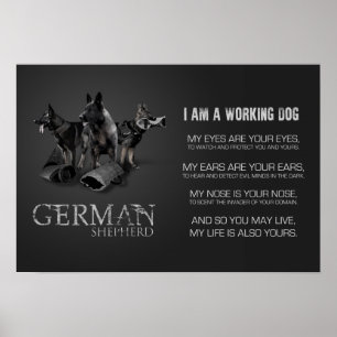 Working German Shepherd Dog - GSD Poster